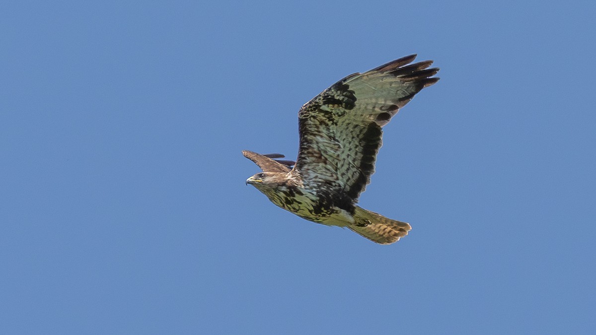 Mäusebussard (buteo) - ML642704134