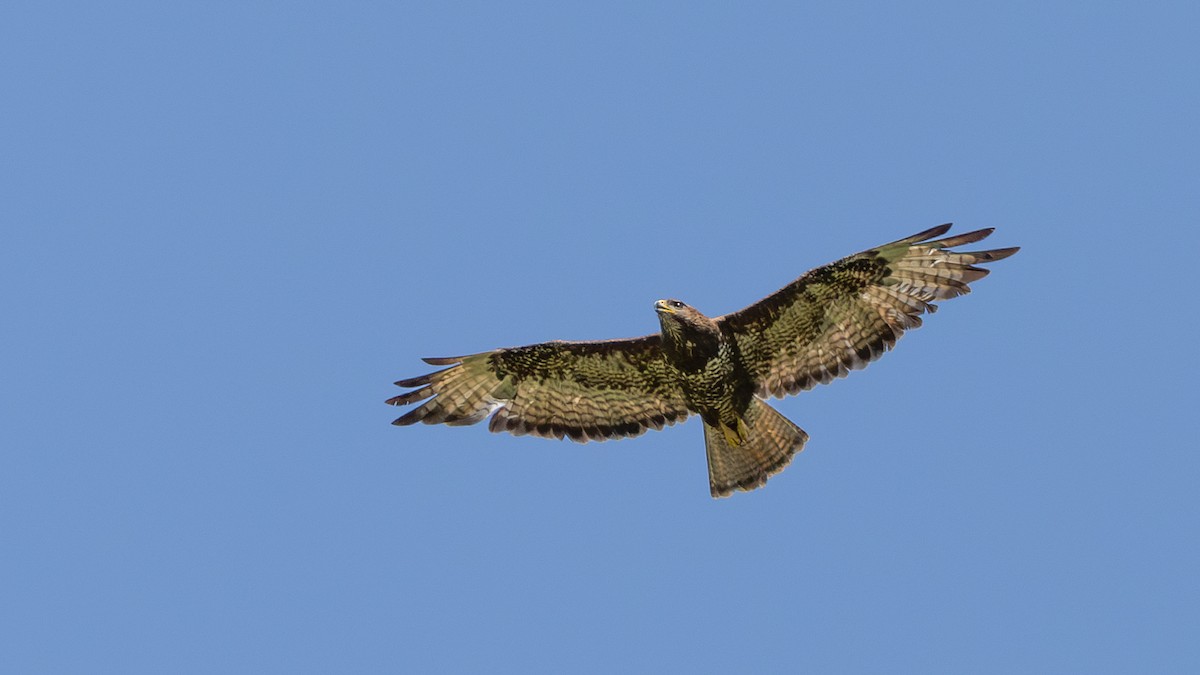 Mäusebussard (buteo) - ML642704136
