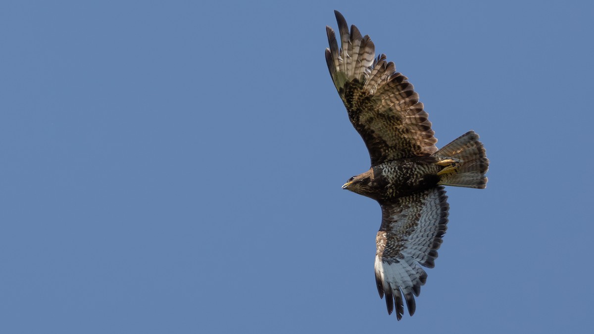 Mäusebussard (buteo) - ML642704141