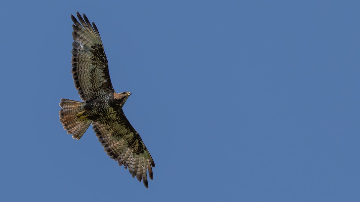 Mäusebussard (buteo) - ML642704144