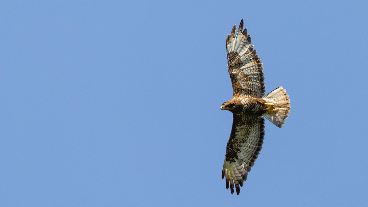 Mäusebussard (buteo) - ML642704149