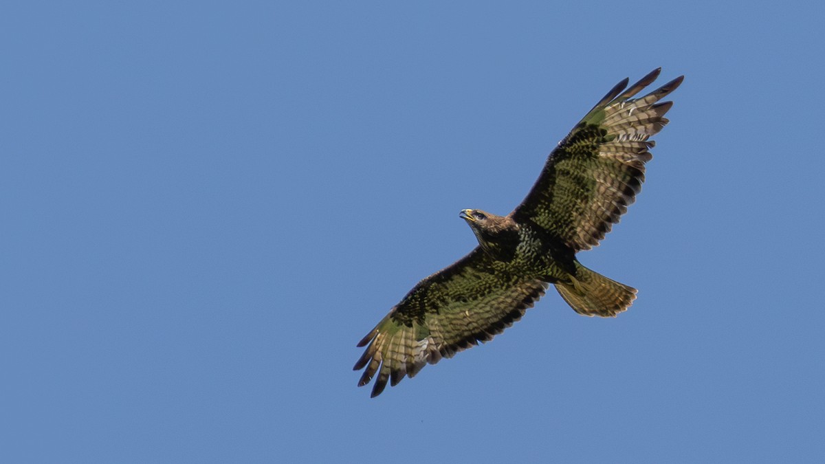 Mäusebussard (buteo) - ML642704150