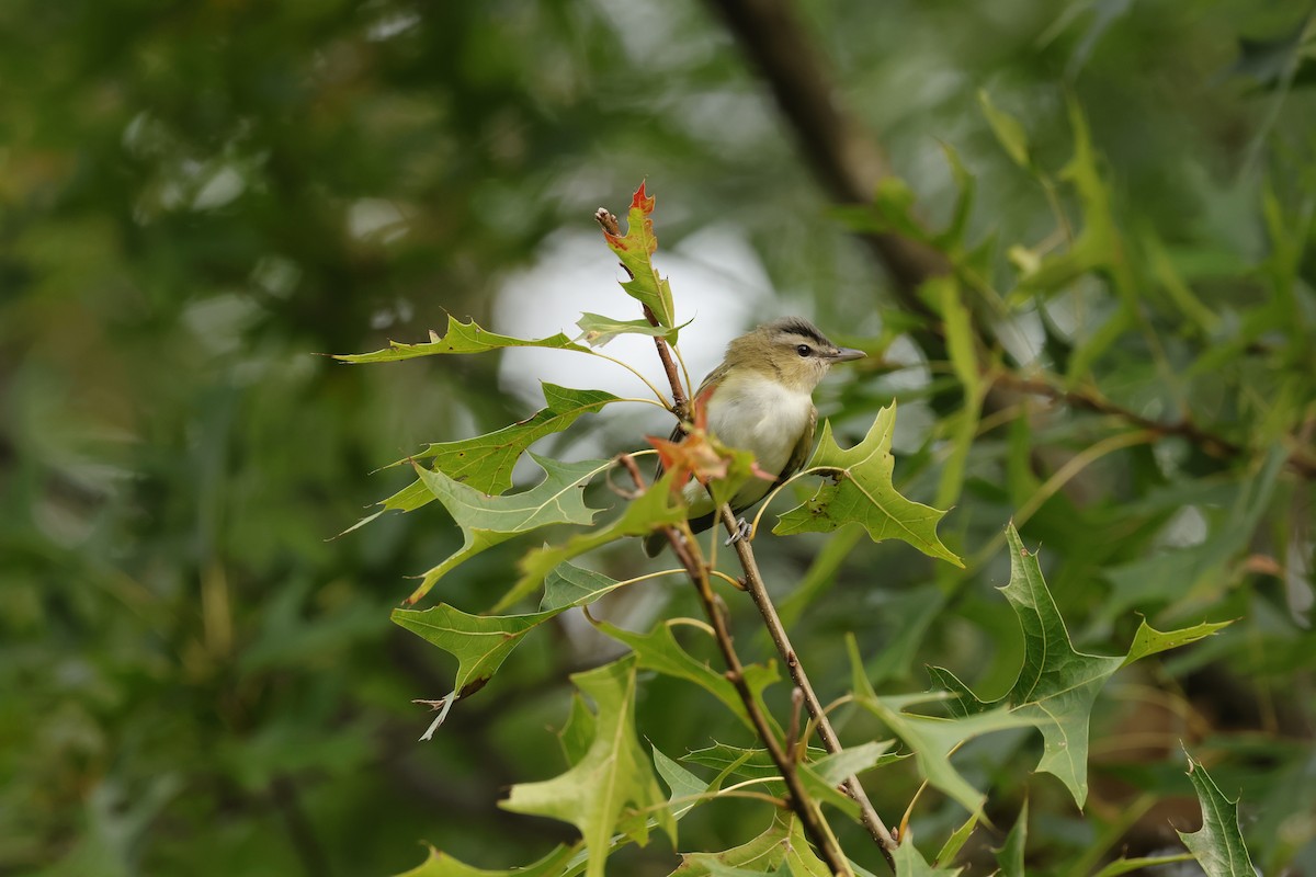 Rotaugenvireo - ML642704151