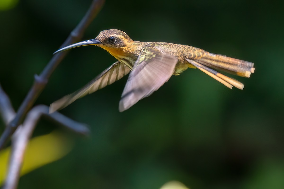 Sägeschnabel-Schattenkolibri - ML642704152