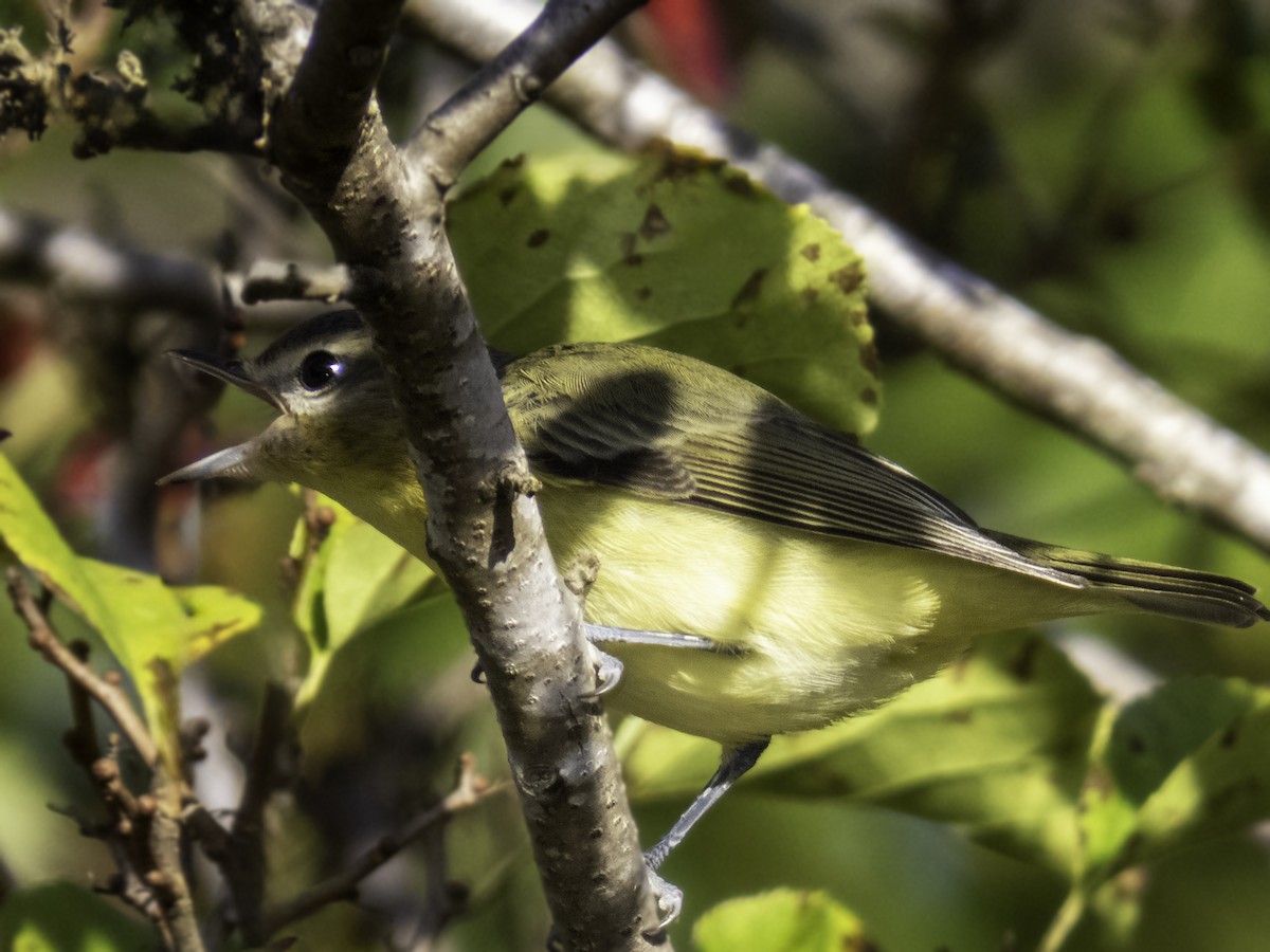 Philadelphiavireo - ML642704157