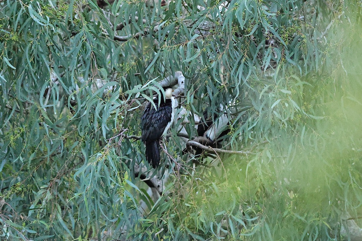 Kräuselscharbe - ML642704159