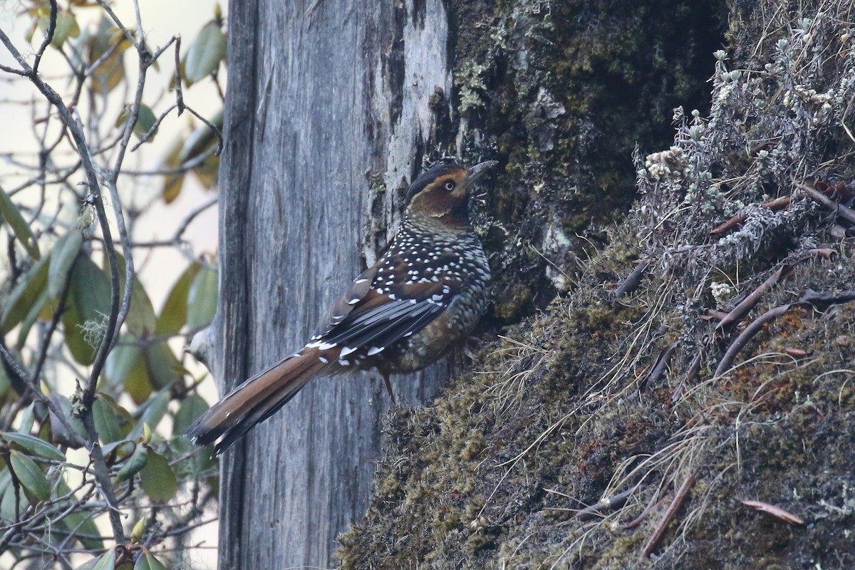 Spotted Laughingthrush - ML642704175