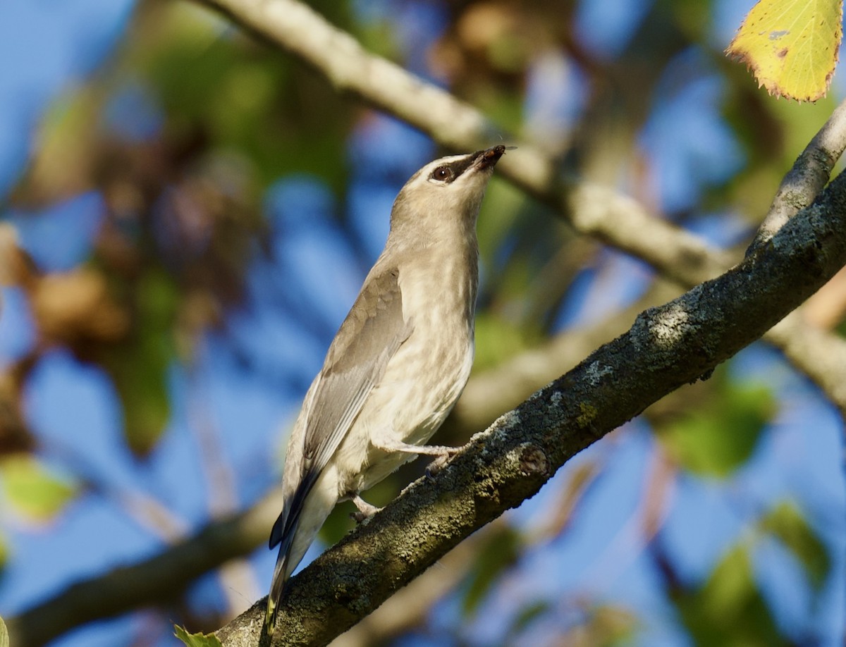 Cedar Waxwing - ML642704177