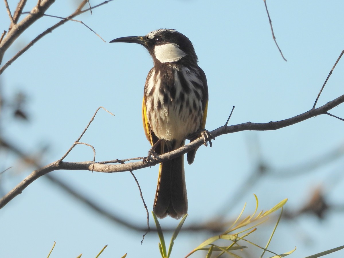 White-cheeked Honeyeater - ML642704187