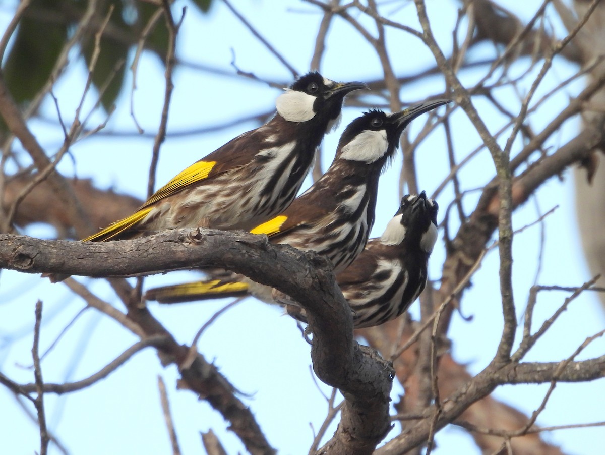 White-cheeked Honeyeater - ML642704188