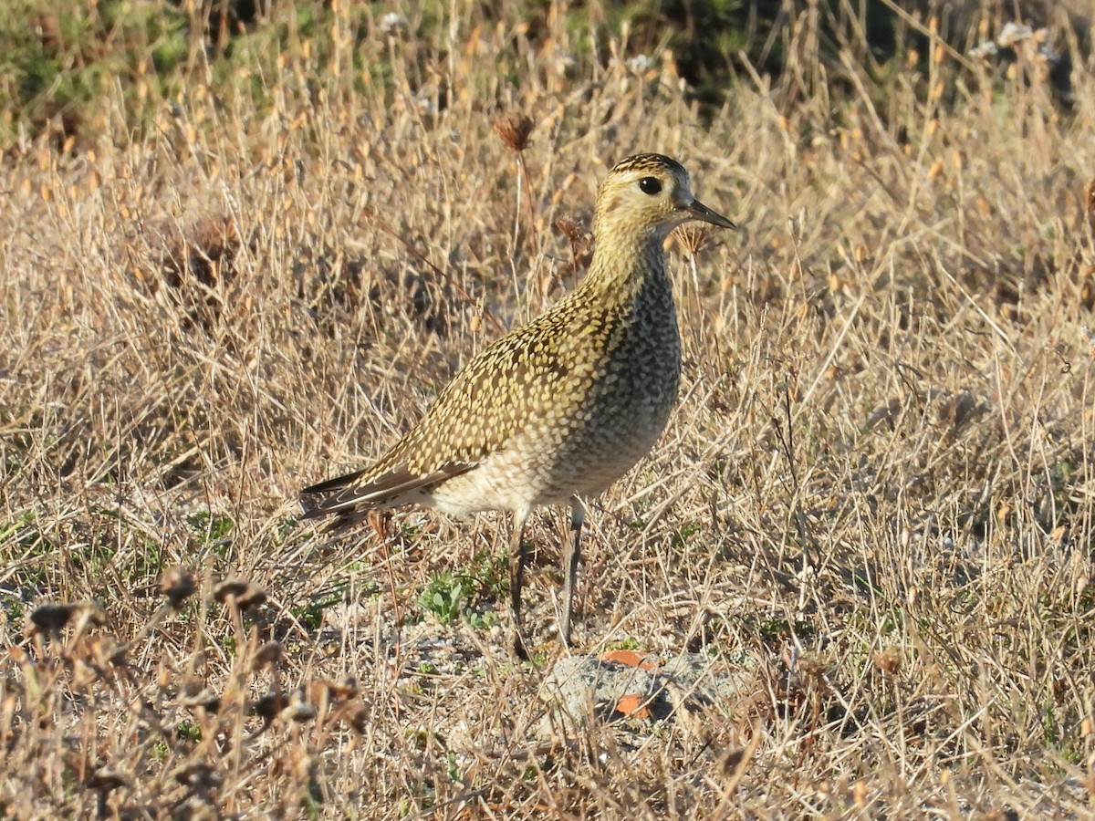 European Golden-Plover - ML642704191