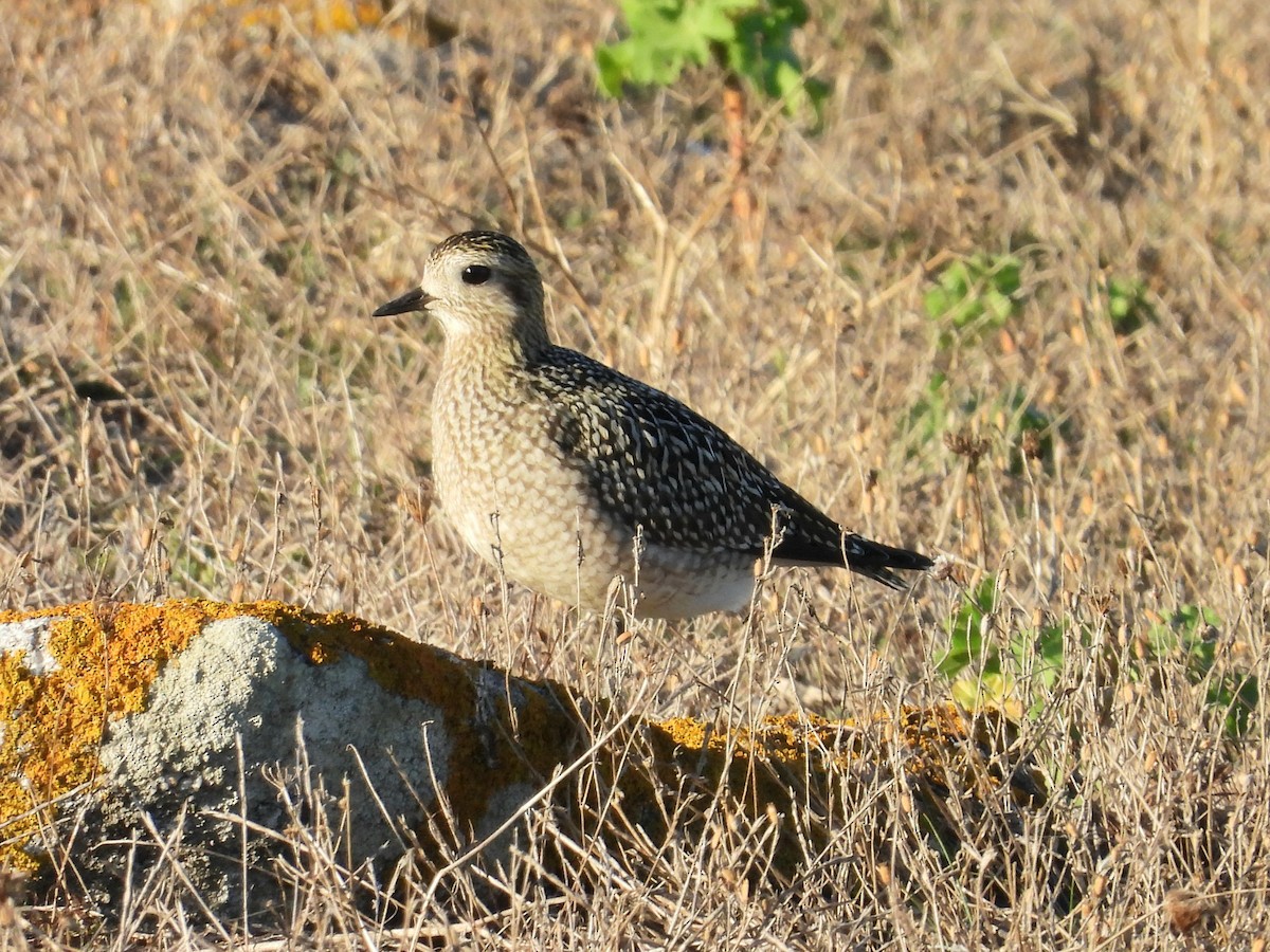 European Golden-Plover - ML642704192