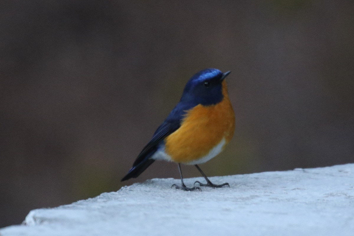 Rufous-breasted Bush-Robin - ML642704195