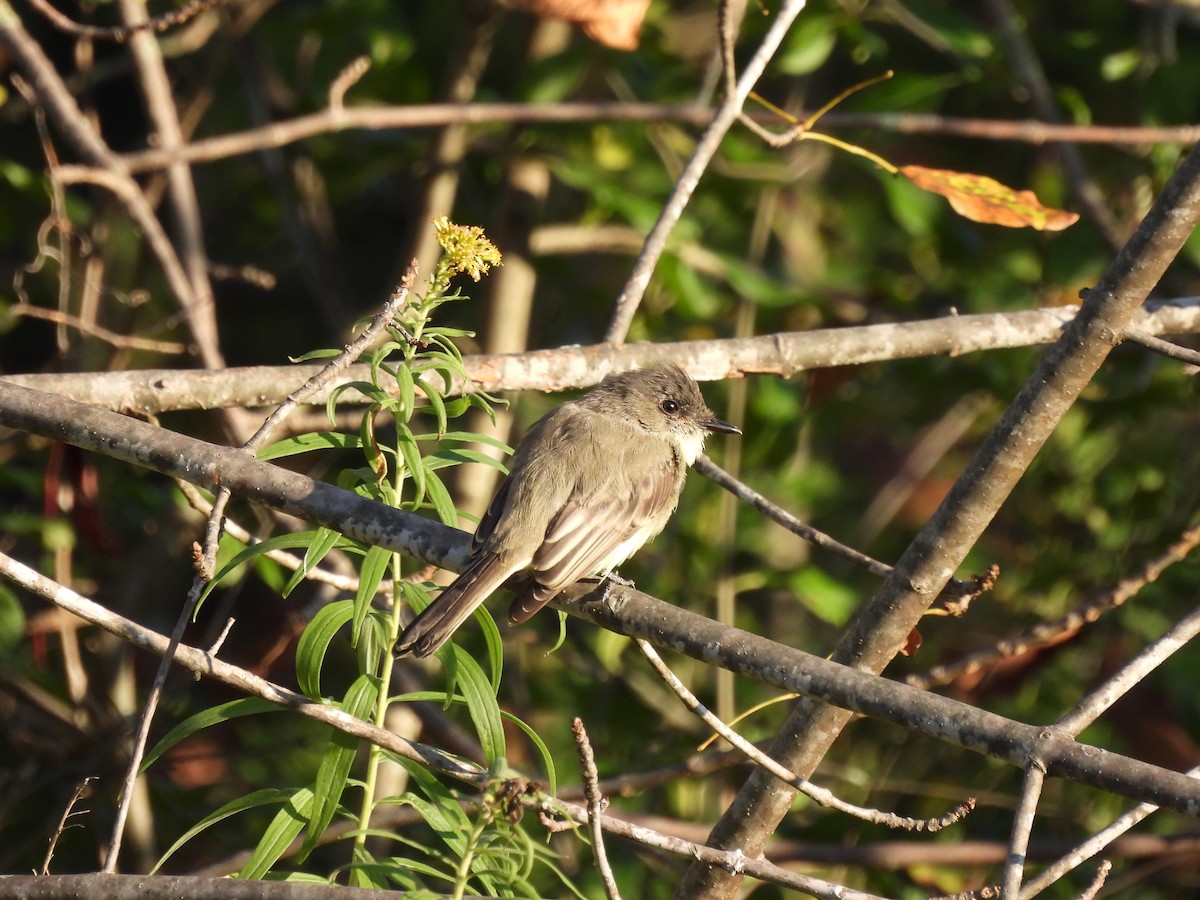 Eastern Phoebe - ML642704196