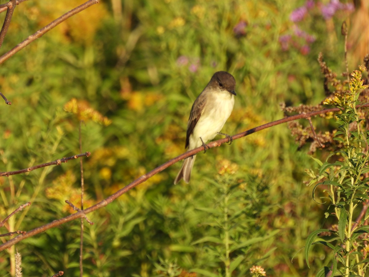 Eastern Phoebe - ML642704198