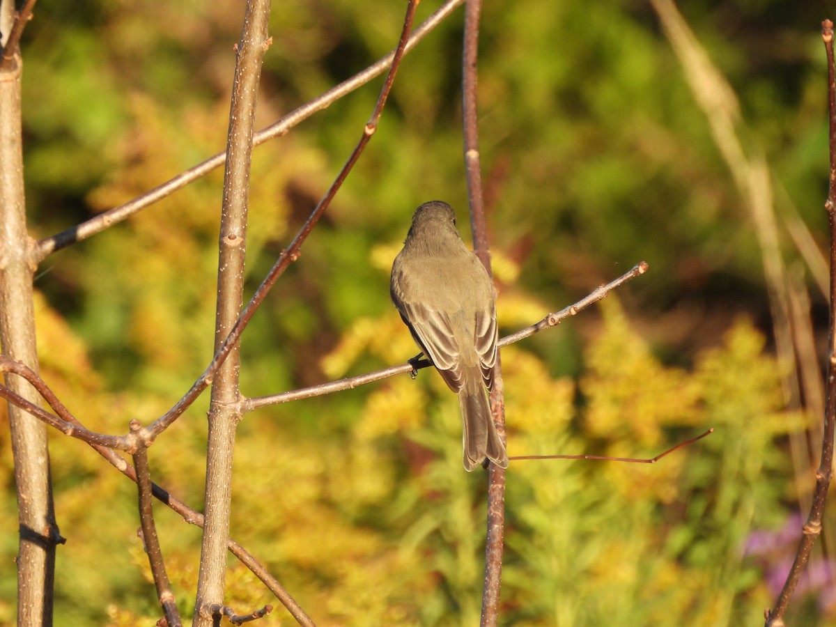 Eastern Phoebe - ML642704202
