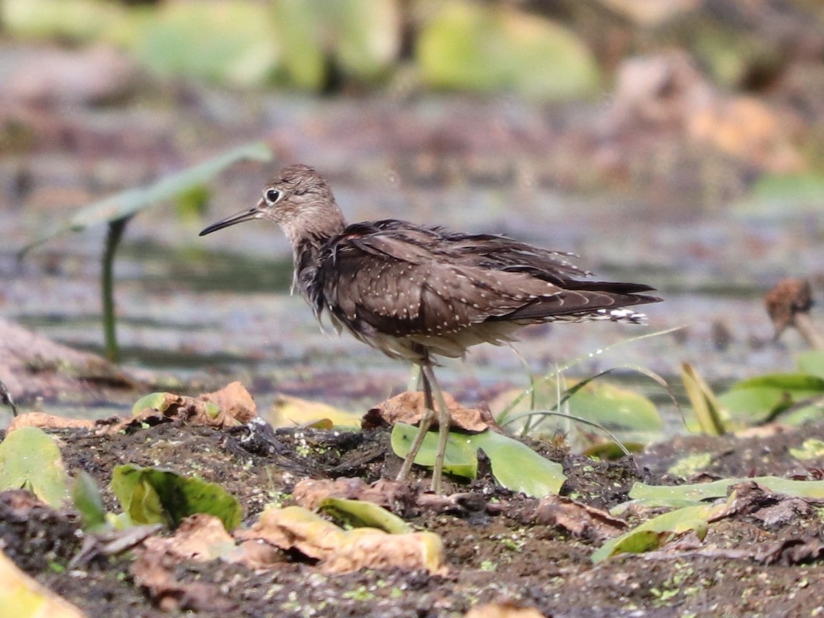 Solitary Sandpiper - ML642704203