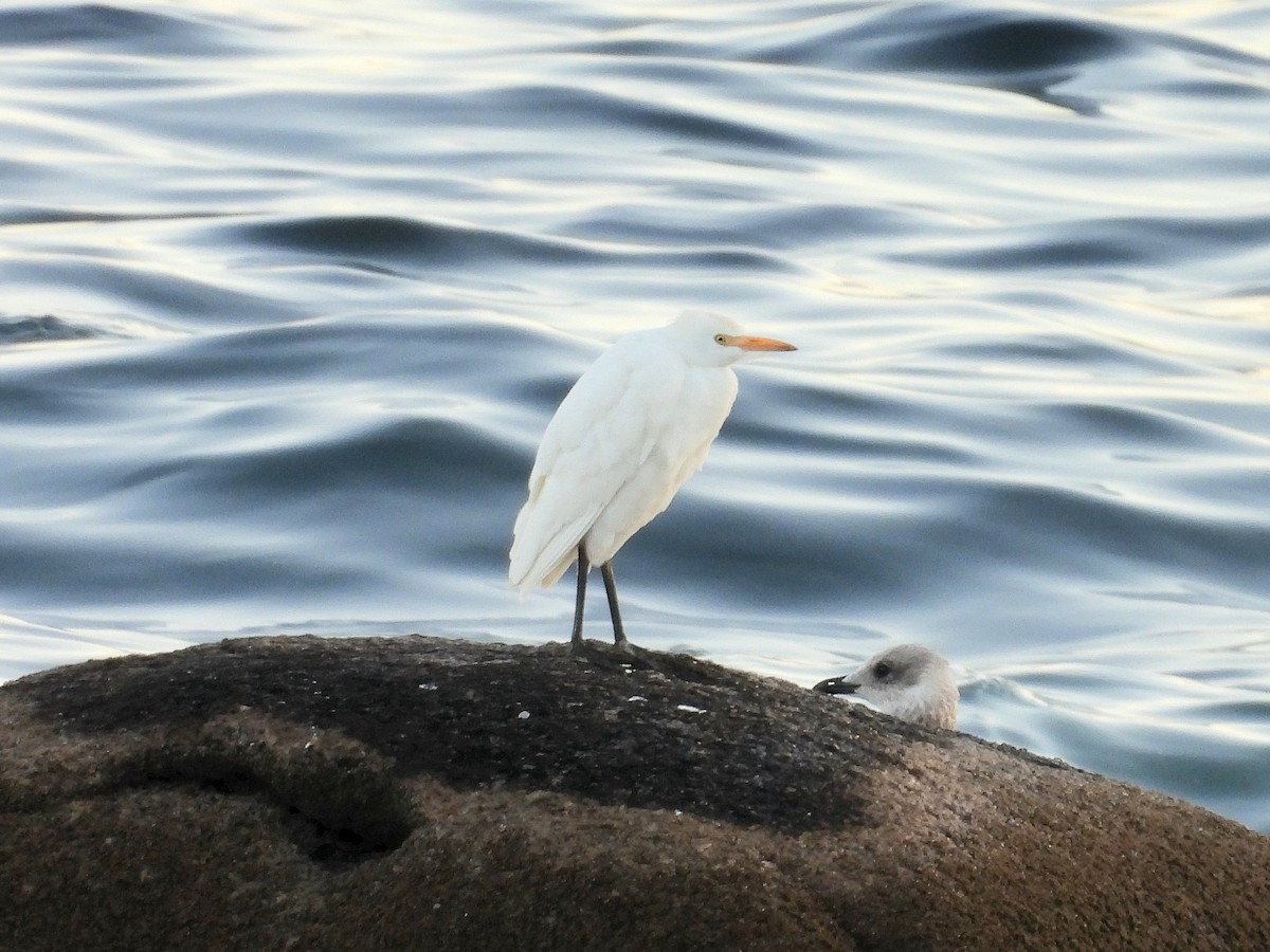 Western Cattle-Egret - ML642704206
