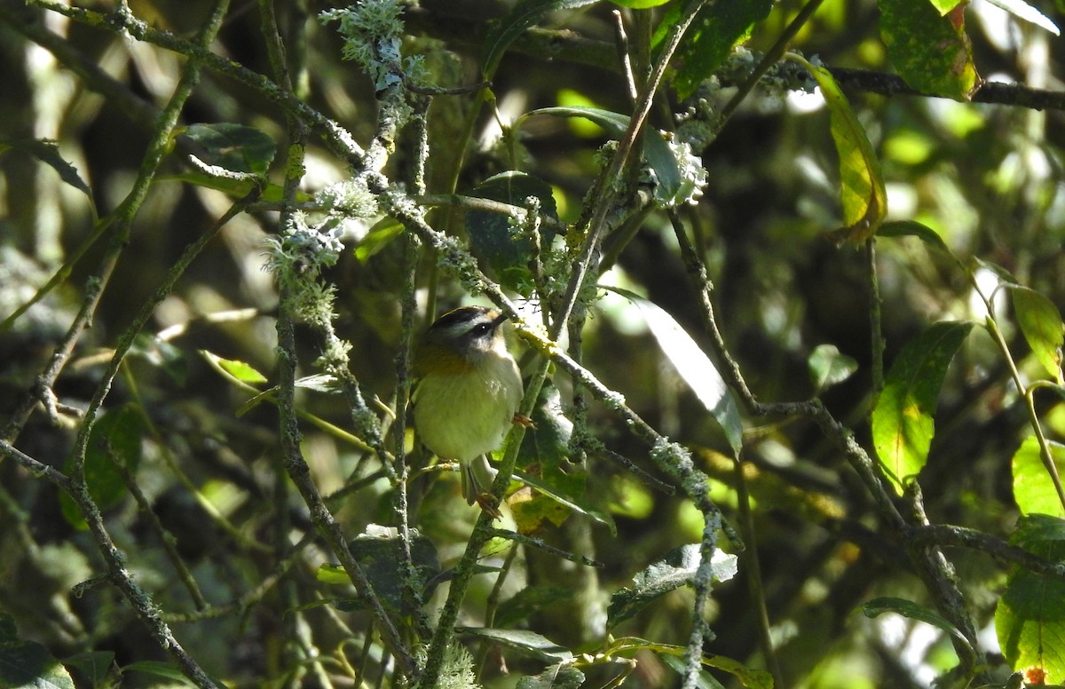 Common Firecrest - ML642704215