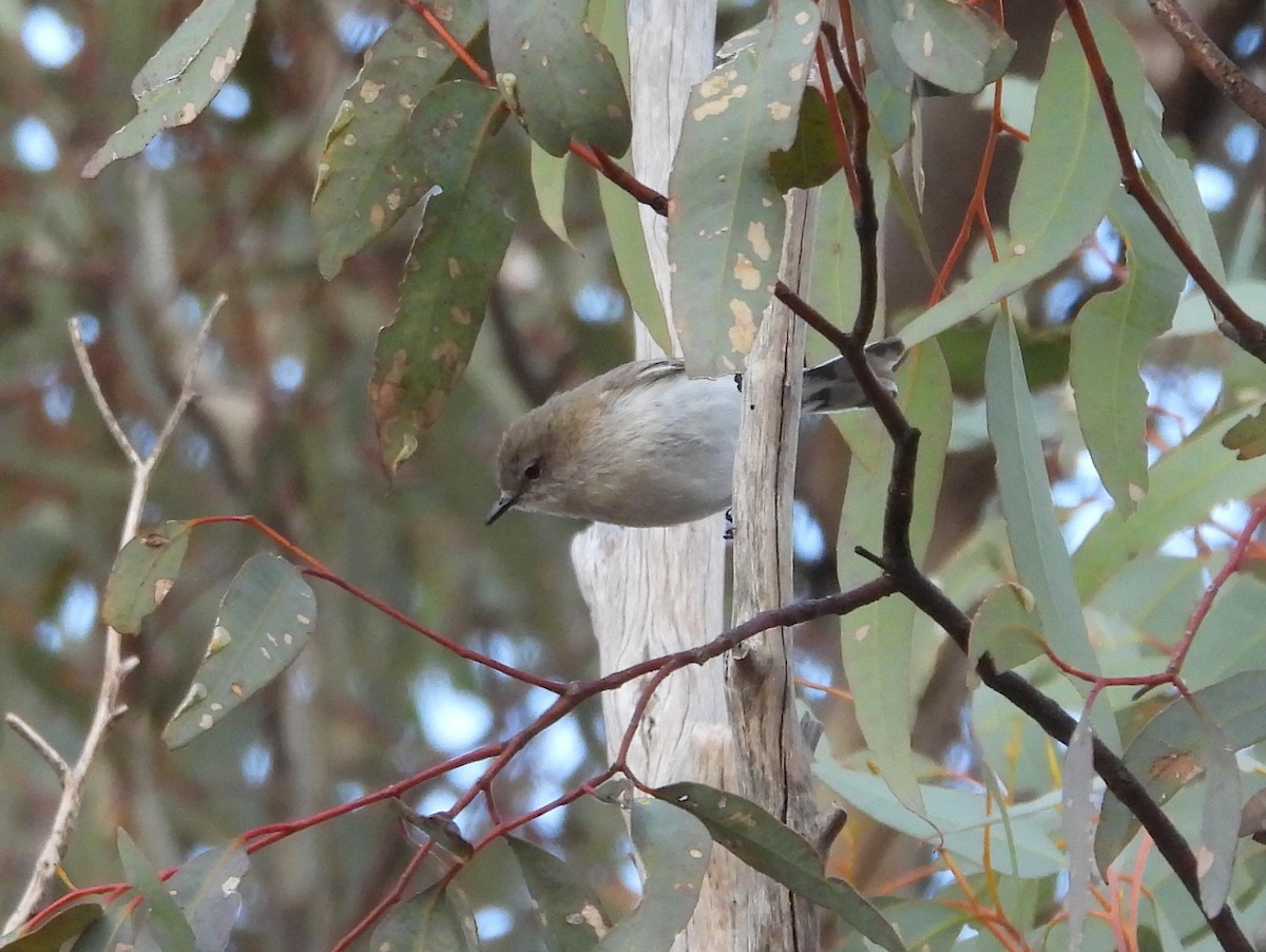 Western Gerygone - ML642704221