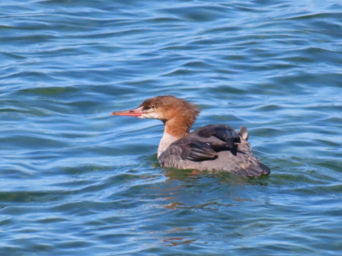 Common Merganser - ML642704223