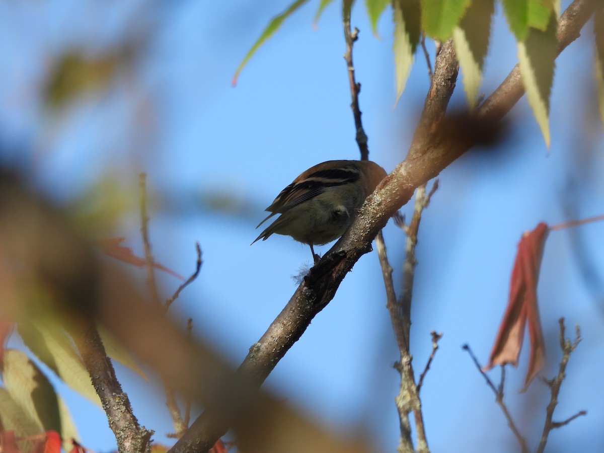 American Goldfinch - ML642704224
