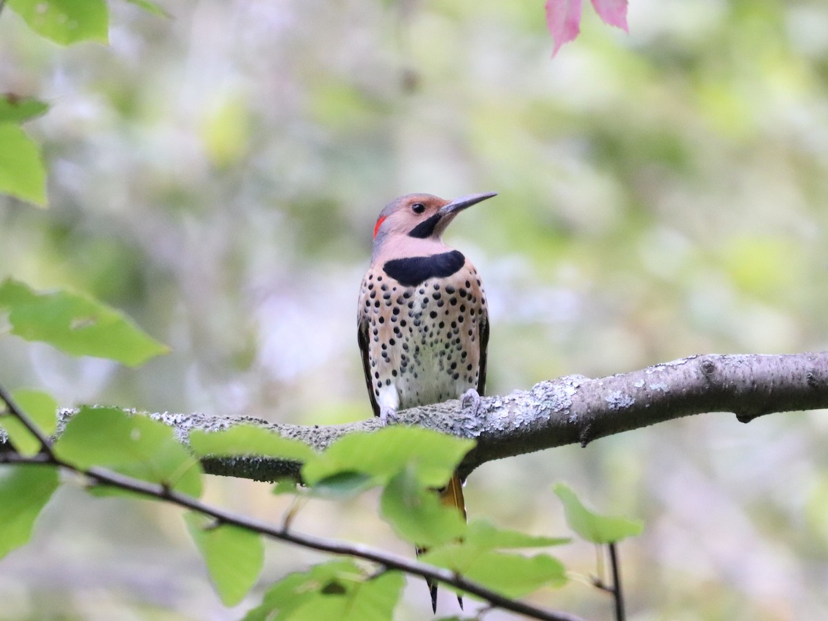 Northern Flicker - ML642704227