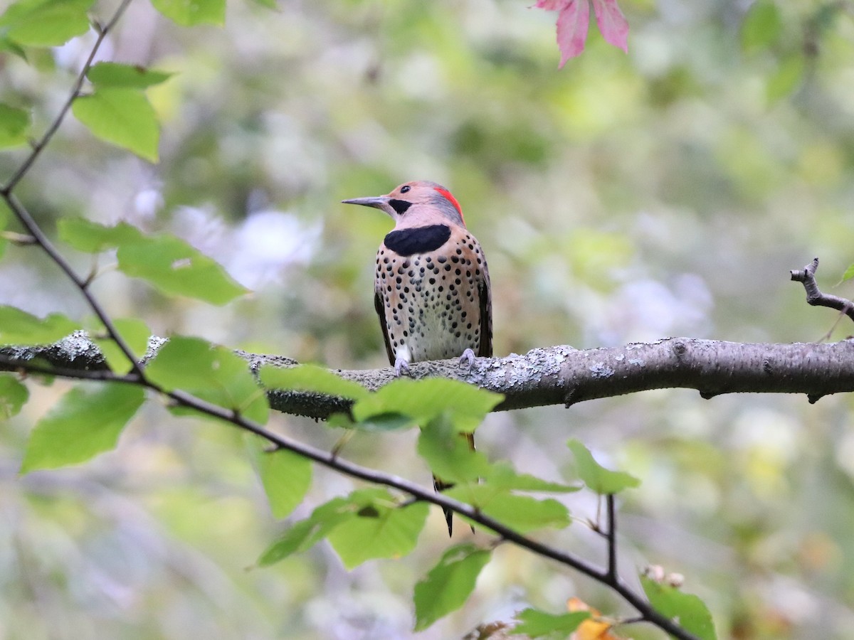 Northern Flicker - ML642704228