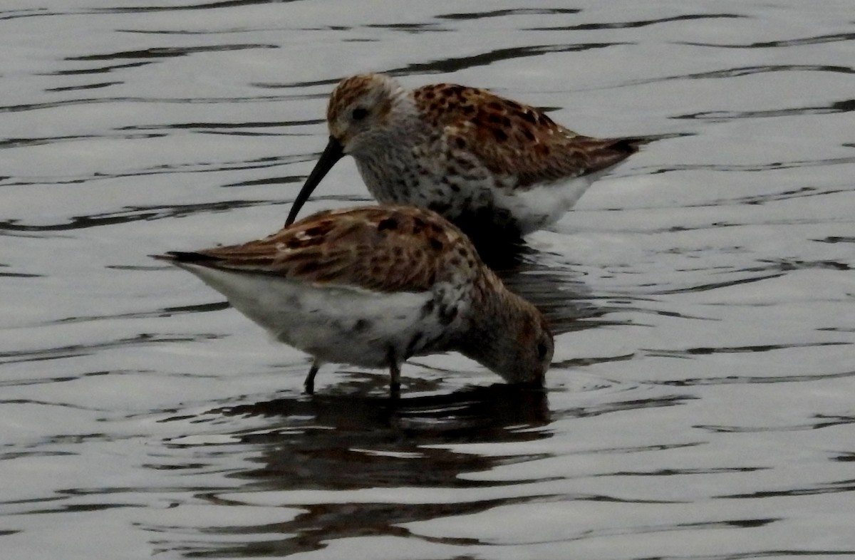 Dunlin - ML642704230