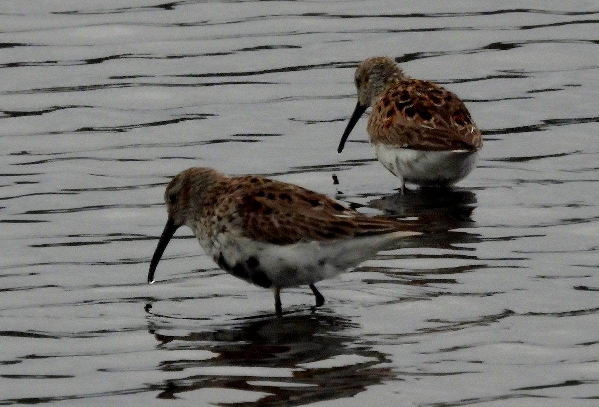 Dunlin - ML642704231