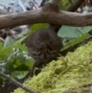 Hermit Thrush - ML642704235