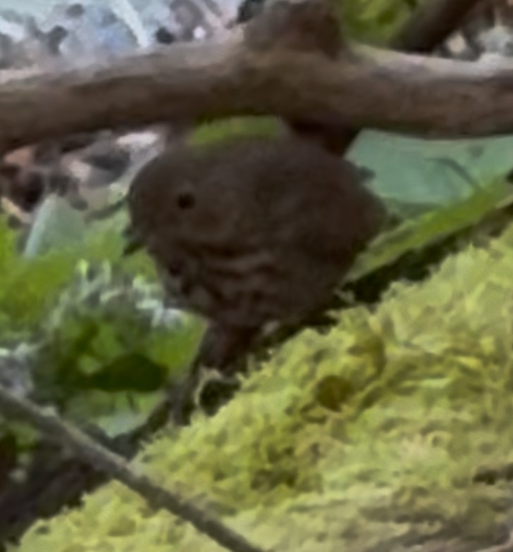 Hermit Thrush - ML642704237