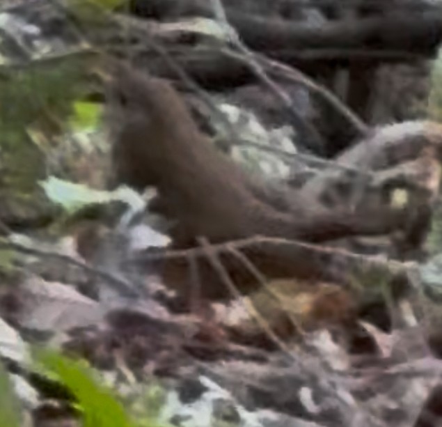 Hermit Thrush - ML642704238