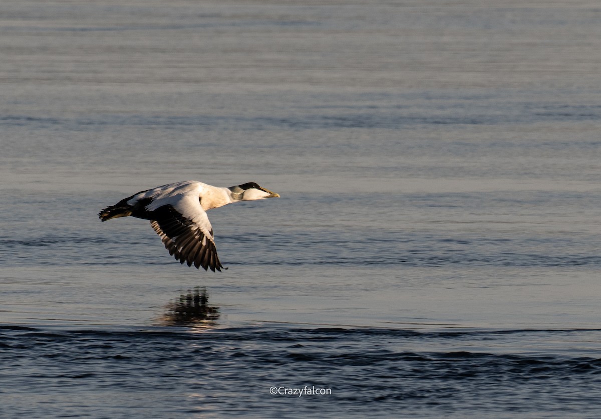 Common Eider - ML642704263