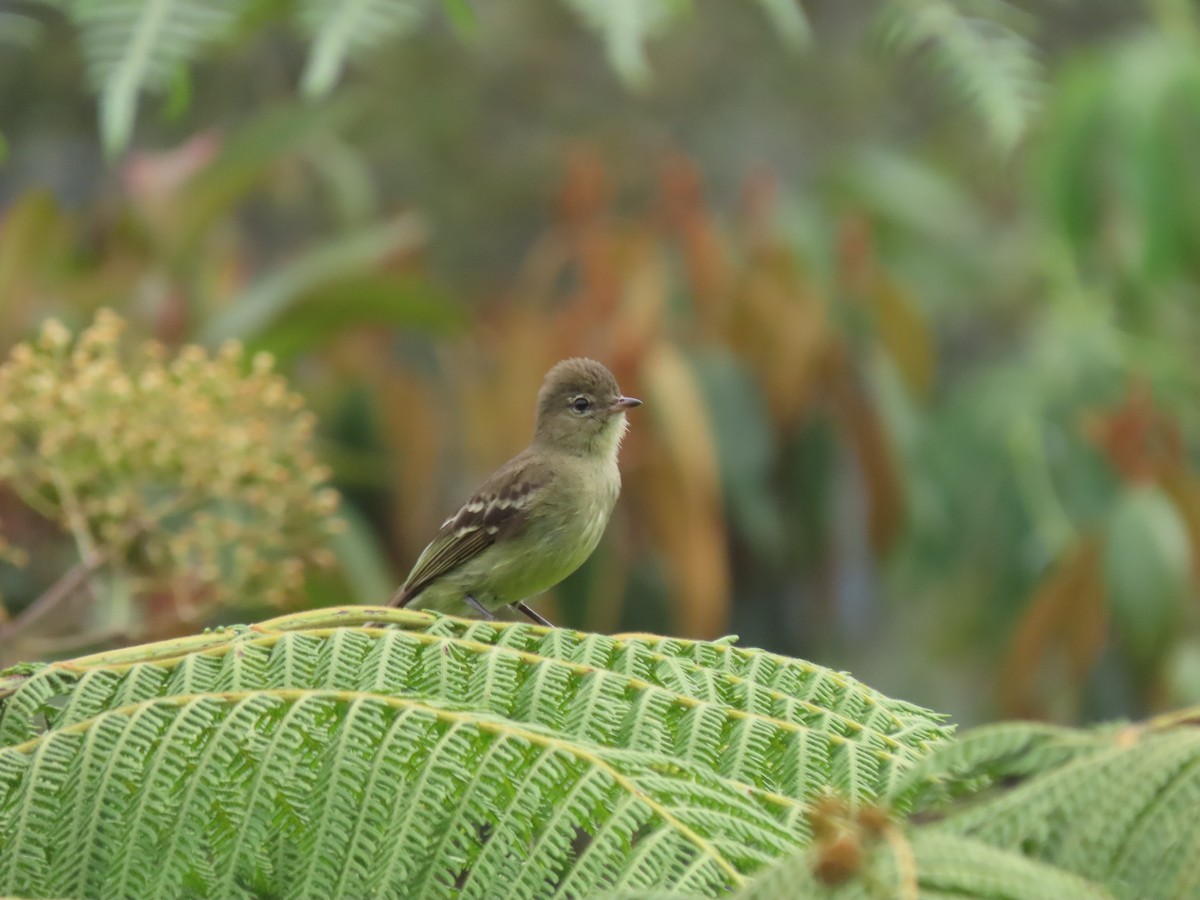 Highland Elaenia - ML642704270