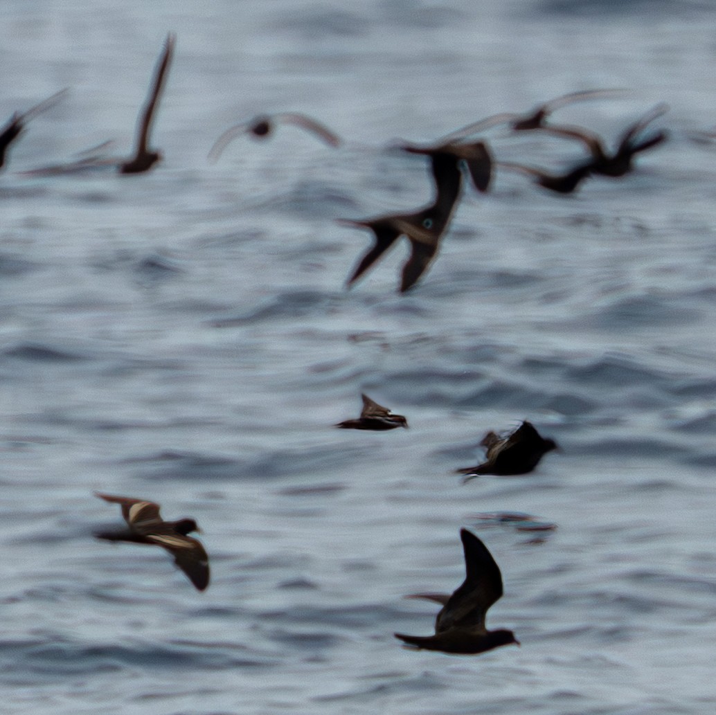 Least Storm-Petrel - ML642704271