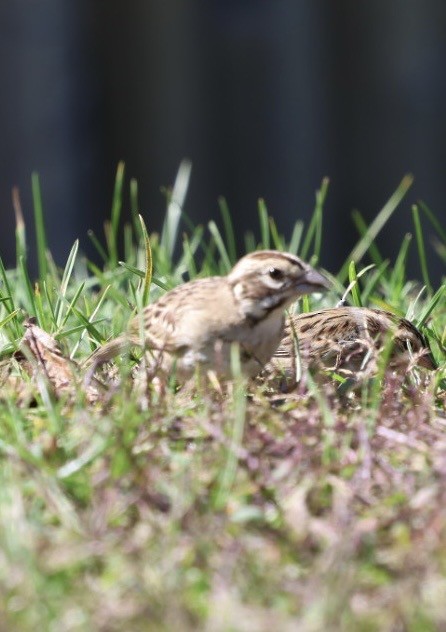 Lark Sparrow - ML642704275