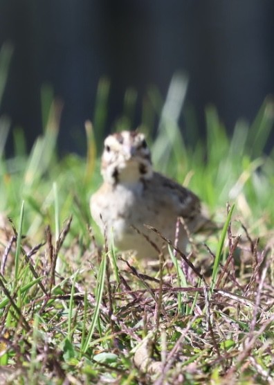 Lark Sparrow - ML642704276