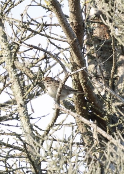 Lark Sparrow - ML642704278