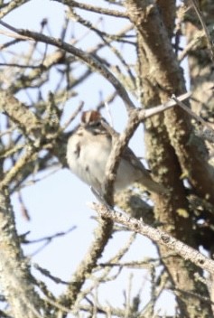Lark Sparrow - ML642704279