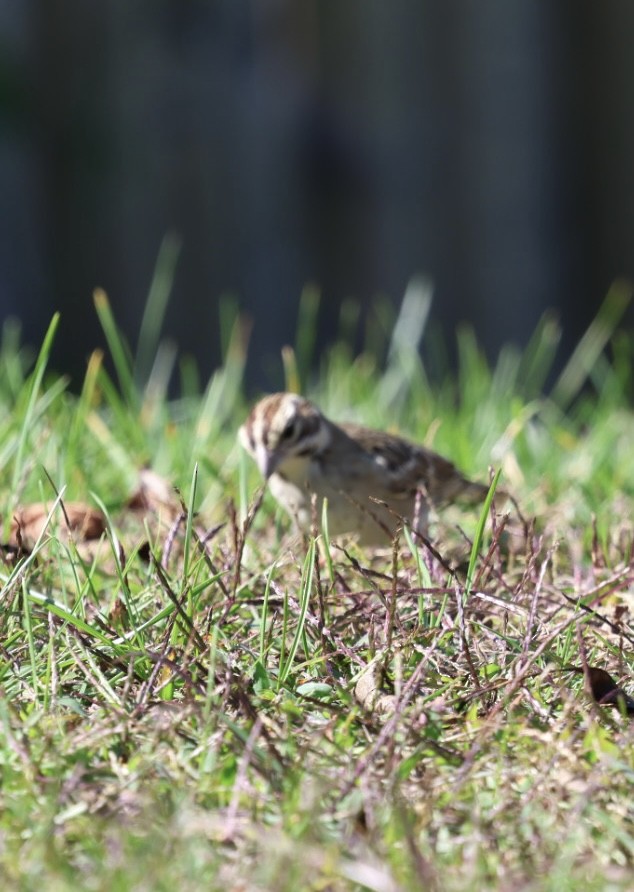 Lark Sparrow - ML642704280