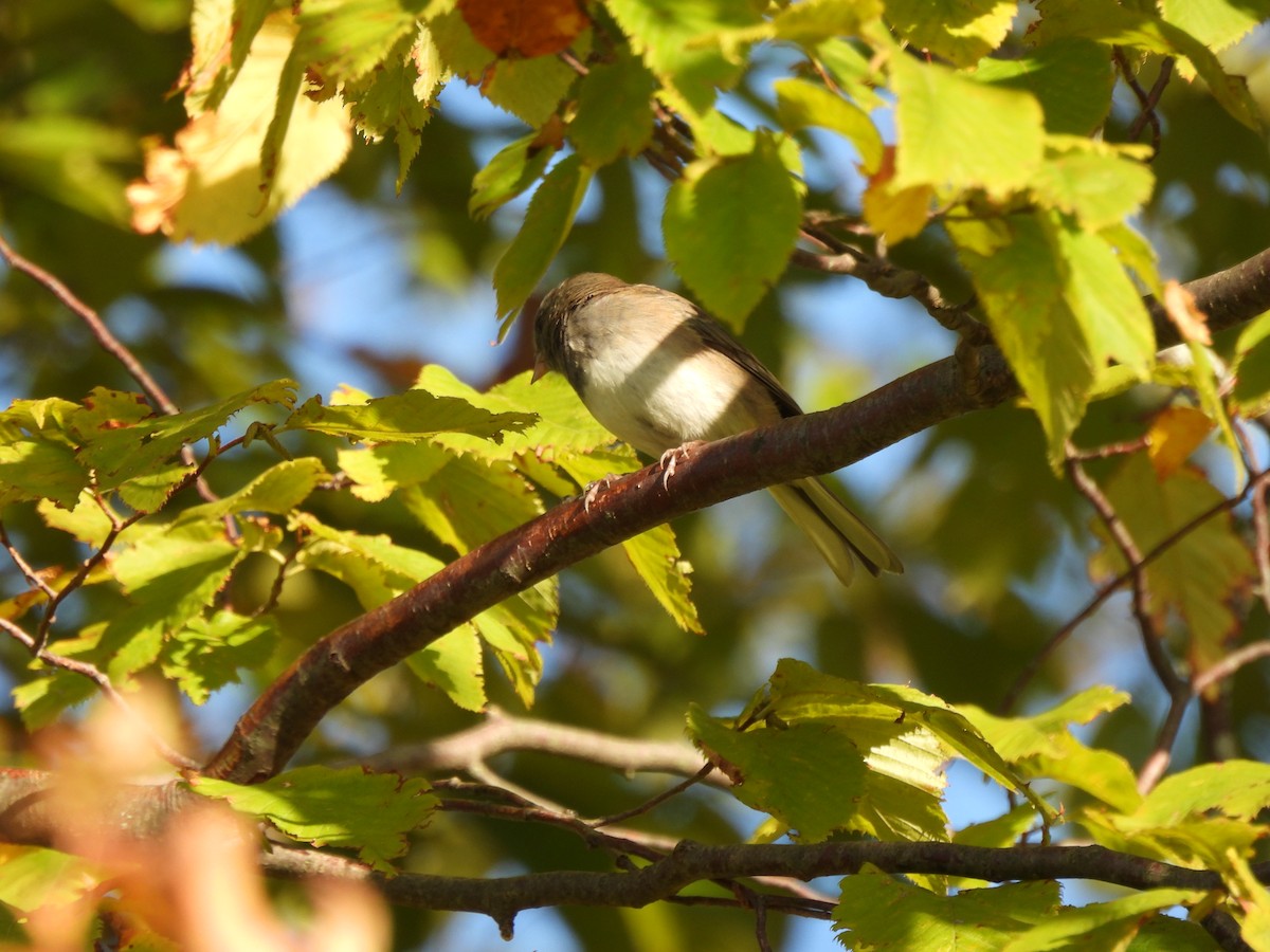 Dark-eyed Junco - ML642704282