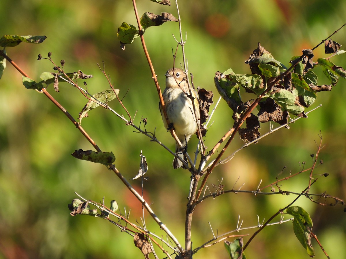 Yellow-rumped Warbler - ML642704285