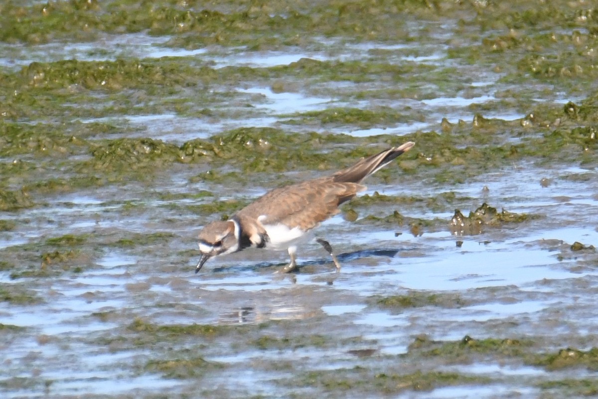Killdeer - ML642704307