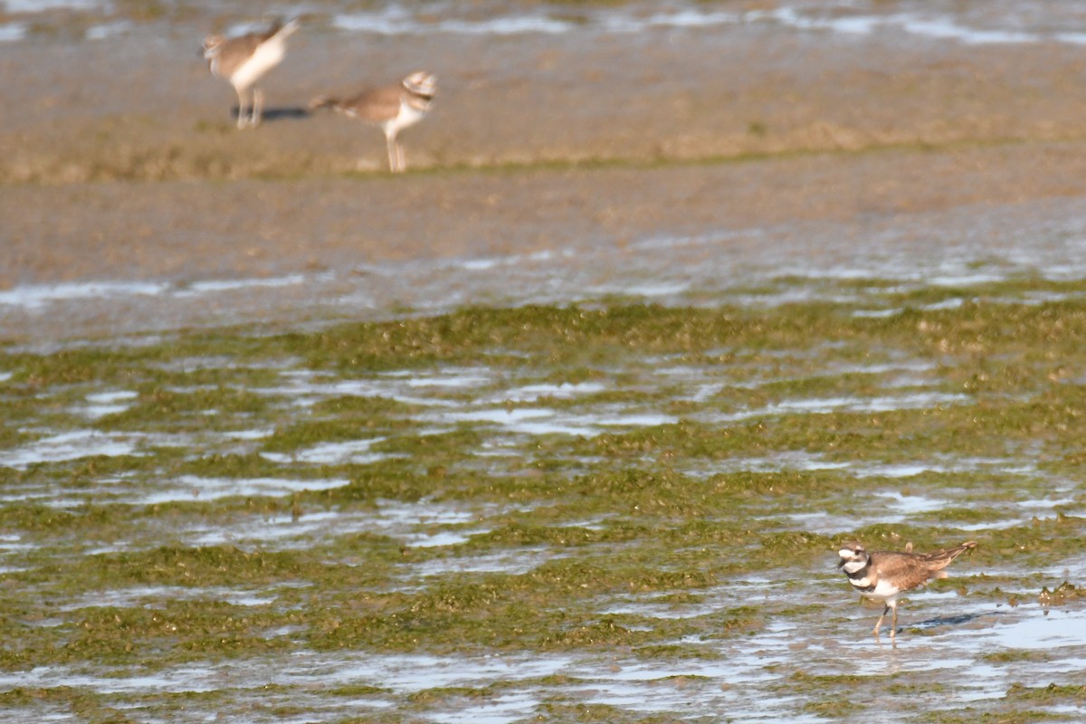 Killdeer - ML642704308