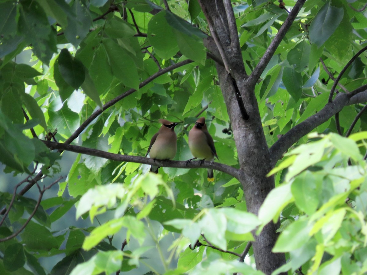 Cedar Waxwing - ML642704319