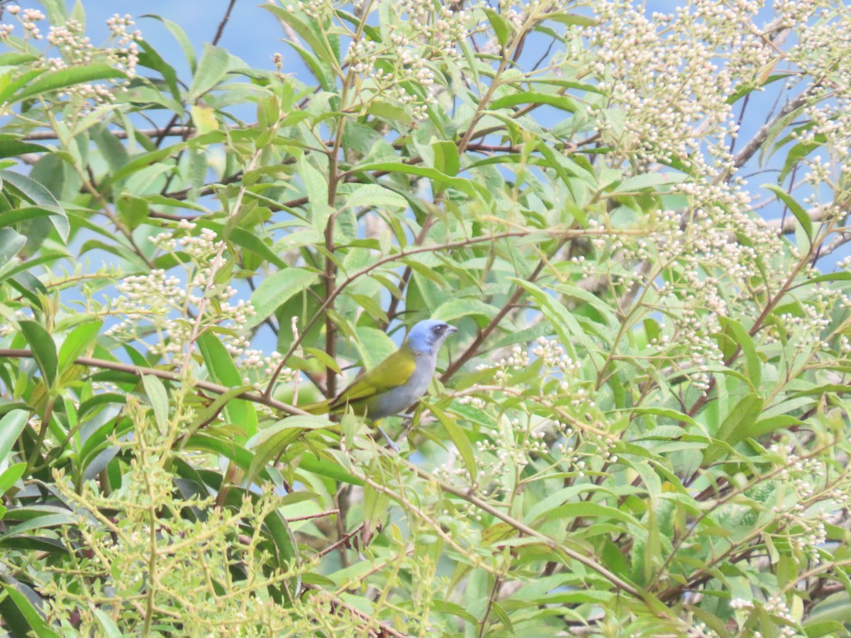 Blaukopftangare - ML642704320