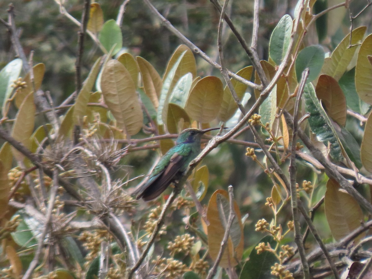 Berg-Veilchenohrkolibri - ML642704330