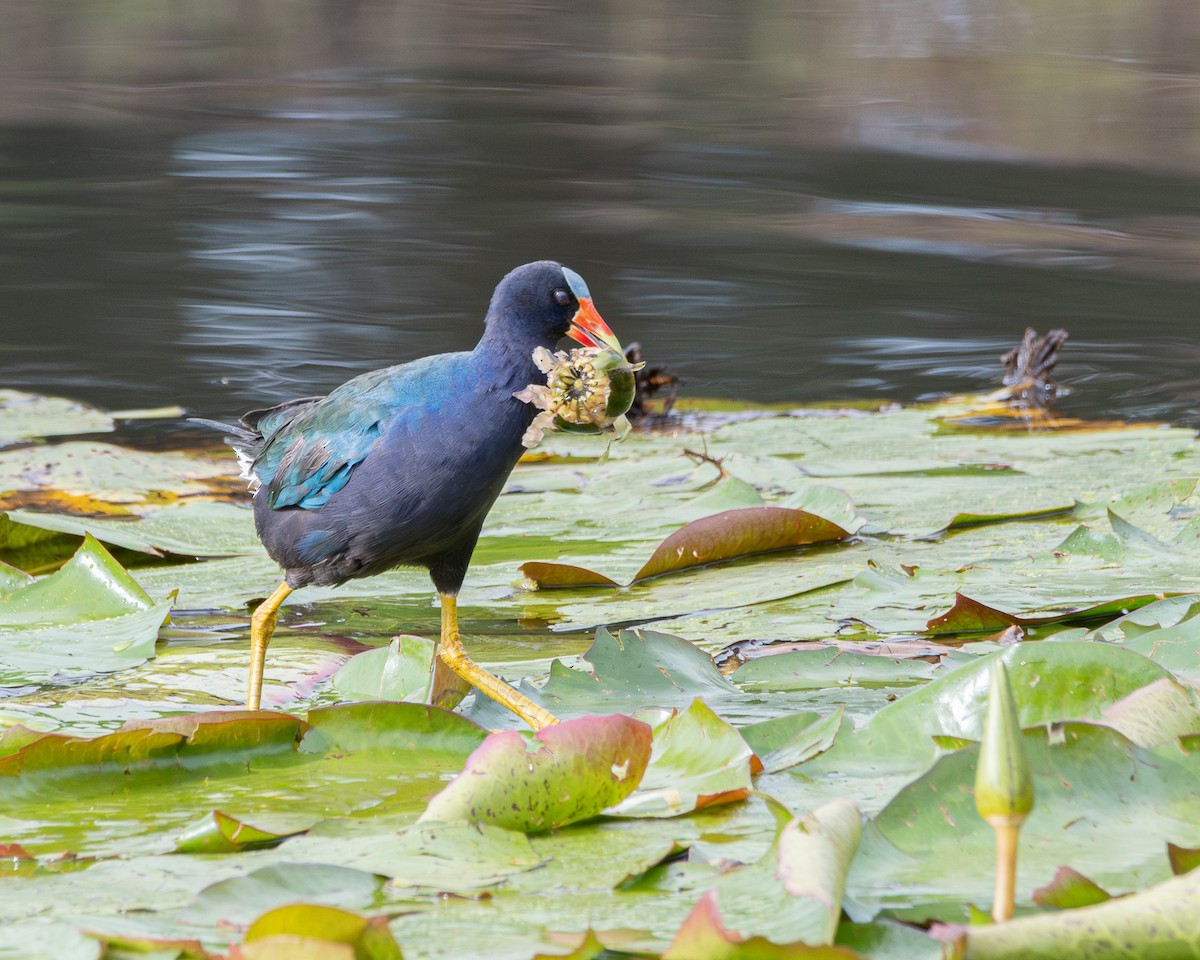 Purple Gallinule - ML642704357