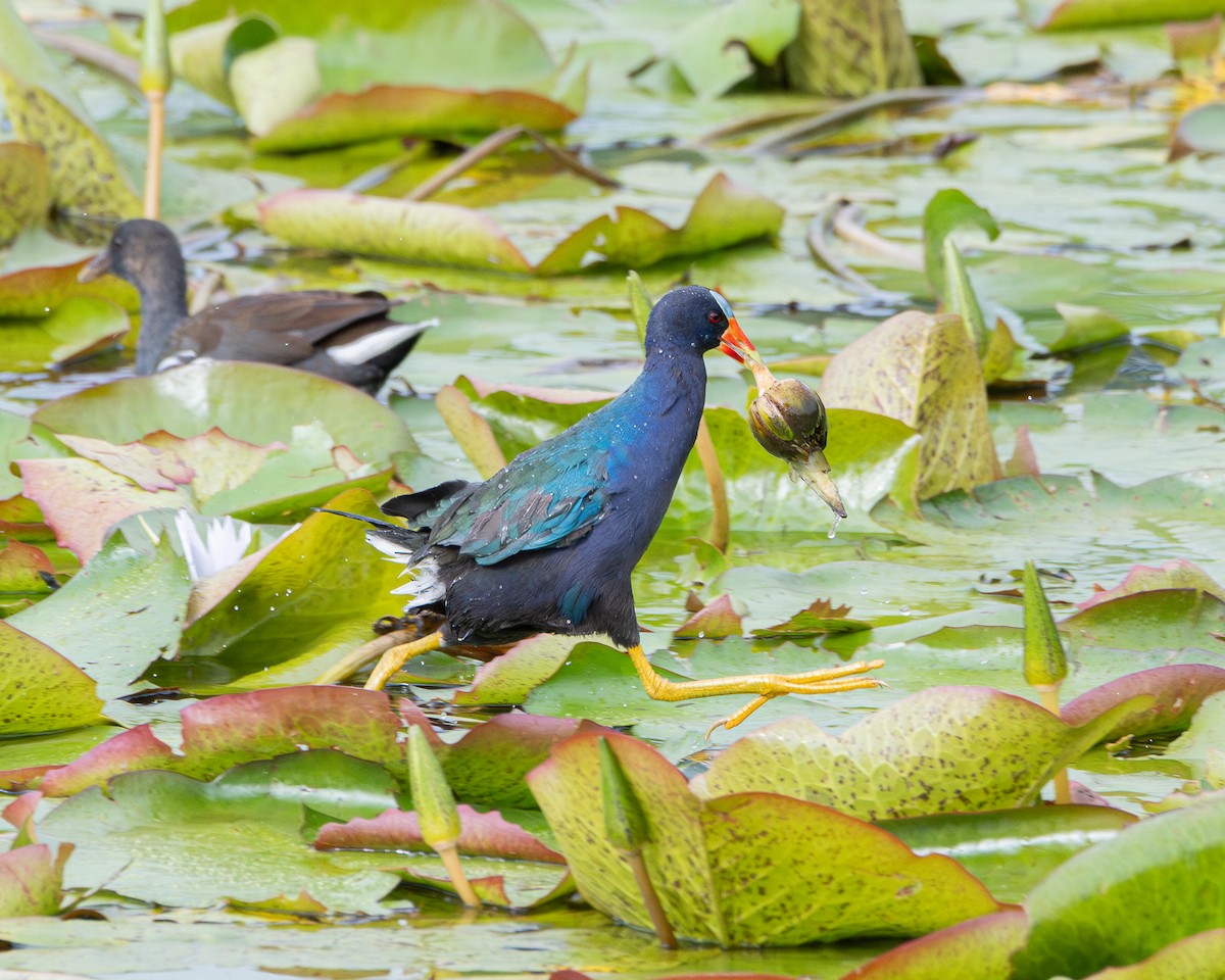 Purple Gallinule - ML642704358